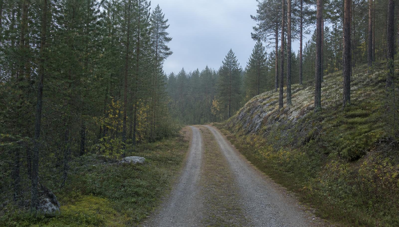 Grusväg genom svensk tallskog en mulen höstdag